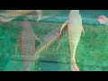 11 jumbo super red arowana