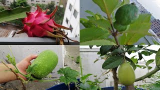 আমার ছাদ কৃষি -  ছাদ বাগান /  Rooftop Garden by TS Rannaghor