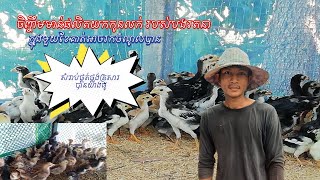 ចិញ្ចឹមមាន់ស្រែអាចផ្គត់ផ្គង់ជីវភាពបានយ៉ាងស្រួល