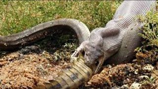 Amazing new snake Python Swallow crocodile
