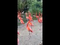 聒噪的火烈鸟 noisy flamingo