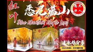 2023年悉尼蓝山红叶，片片枫叶情，实拍悉尼蓝山秋日美景-V1