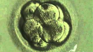 Embryonic Development Day 1-5