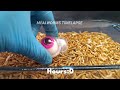 35 Days In 01:42 Min (Mealworms Eating Marshmallow Eyeball, Cabbage, and Honey)