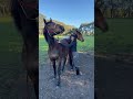 My warmblood foal 🐴 1 month vs 2 years old