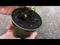 唐芹菜再生 激活 选种 土培 种芹菜的2种方法 菜生菜 蔬菜的再生 regrow celery from cutting english subtitle