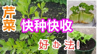 唐芹菜再生, 激活/选种/土培, 种芹菜的2种方法, 菜生菜, 蔬菜的再生 regrow celery from cutting (English Subtitle)