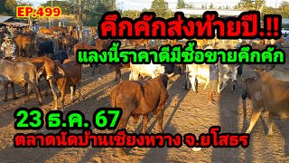 EP.499 ราคาวัววันนี้ 23 ธ.ค. 67 ตลาดนัดบ้านเชียงหวาง จ.ยโสธร