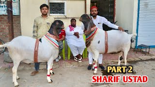 Heaviest Mewati Goat At Ustad Sharif Bhai Indore Part 2