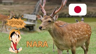 Découverte de Nara (Japon) : balade en ville et rencontre avec les cerfs 🇯🇵 (version longue)