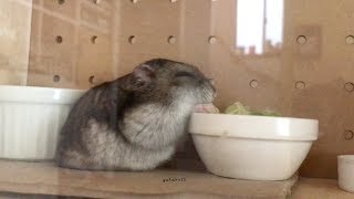 ハムスター ココちゃんが、もぐもぐと食べているだけの動画です。