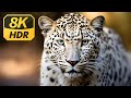 Nature Wildlife 8k - Wonderful Wildlife Movie With Soothing Music (Colorfully Dynamic)