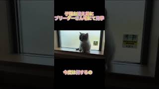 子猫お迎え前にブリーダーさん宅にて見学。#子猫　#子猫お迎え #cat #ブリティッシュショートヘア