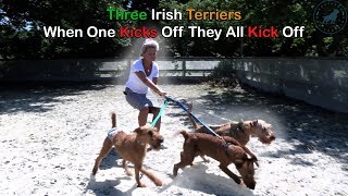 Three Irish Terriers - When One Kicks Off, They All Kick Off - Professional Dog Trainer