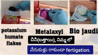 చీనీ (బత్తాయి), నిమ్మ లో వేరుకుళ్లు రాకుండా Fungicide fertigation | phytophthora root rot |