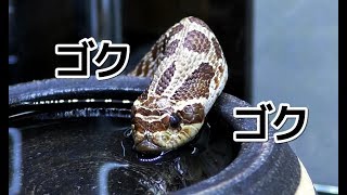 The Western Hognose Snake that drinks water is too cute ...