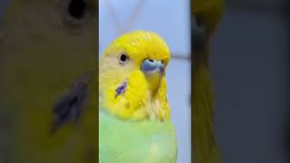 教えてもないのにお友達に名前を付けるセキセイインコ！でも・・・ #shorts