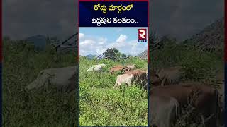 రోడ్డు మార్గంలో పెద్దపులి కలకలం.. | Kunavaram | Badrachalam | Tiger Roaming | RTV