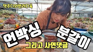 언박싱 과 분갈이 그리고 사연댓글모음집9탄 /큰언니네다육에서 소개하는 그~농장의아이들