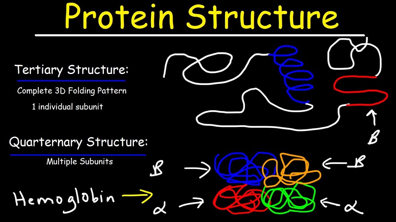 Primary Structure Of Proteins