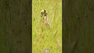 Serval Catches A Mouse! | #Wildlife | #giveityourbestshort | #ShortsAfrica
