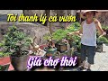 SH.7847. Tôi bán như giá chợ thôi, tuổi cao đam mê mà điều kiện không chăm được. Đth 0988.45.1946.