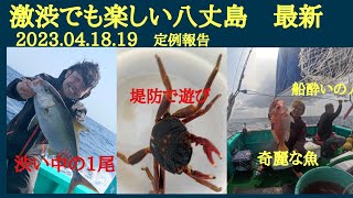 八丈島釣り、カンパチジギング　2023 04 18～２日間　遠征釣り、強風、いろいろ勉強しています。水温低下一年で一番厳しいい時期ですが、最新情報八丈島の魚。つぶしが効くのでお土産は確保できました。