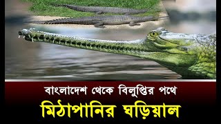 বাংলাদেশ থেকে বিলুপ্তির পথে মিঠাপানির ঘড়িয়াল || The freshwater gharial is on the verge of extinction