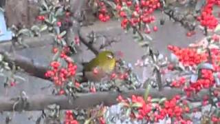 メジロ 　ピラカンサ大好物　Wild bird： Japanese white-eye   A pyracantha is delicious.