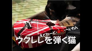 ウクレレを弾く猫