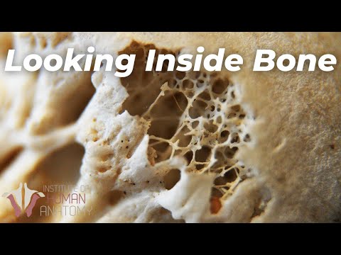Which bone has no medullary cavity?