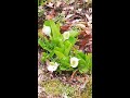 塩原温泉〜✨箱の森プレイパーク🏔と水芭蕉散歩 その2 r3.4 .3 幸楽寿司散歩 ^^