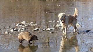 アイン村　チロたぬきと遭遇　2018 01 27（GoldenRetriever）