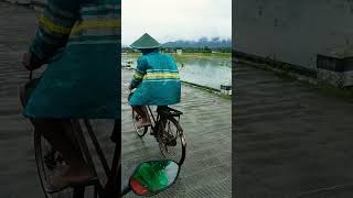 Tanaman Jagung Terendam Banjir di Trenggalek #shorts #breakingnews #bencanaalam #corn #petani #sawah