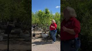 Ivory Silk Japanese Tree Lilac