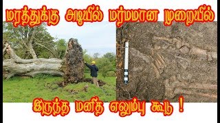 மரத்துக்கு அடியில் மர்மமான முறையில் இருந்த மனித எலும்பு கூடு !Mysterious human skeletal shell under