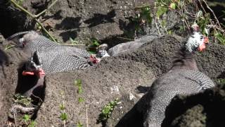 バードパラダイス　伊豆シャボテン動物公園に行って来ました～！　2017年3月19日　00338