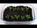 how to grow your own fresh food at home 🌱🏡 genius gardening hacks