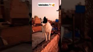 என்ன பார்த்தா எப்படி தெரியுது 🤣😂#pandalife #doglover #dogshorts #comedy #funnyshorts 🤣🐕