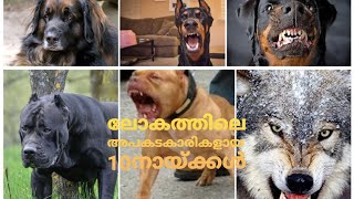 Top10 most dangerous dog breeds malayalam  (അപകടകാരികളായ 10 നായയിനങ്ങൾ )