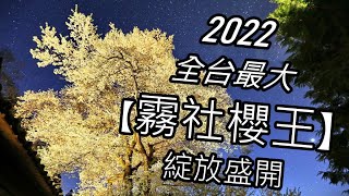 【遊記】觀霧山莊 / 2022 霧社櫻花王盛開