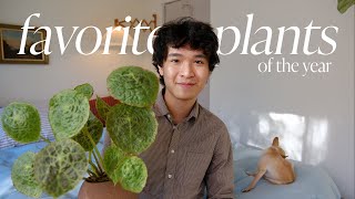 My Favorite Houseplants | unique plants