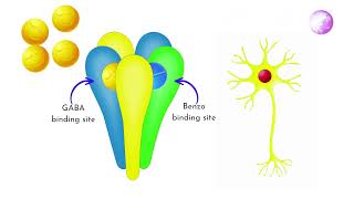 Effects of Benzodiazepines on the Nervous System \u0026 Body