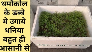 थर्मोकोल के डिब्बे मे उगाये आसानी से धनिया।How To Grow Coriander In Tharmocol Box .