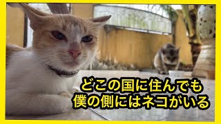 猫が大切にされている国【インドネシア旅行①】