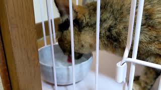 避妊手術後ひたすら水を飲むサビ猫ナッツ