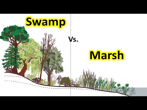 Is a marsh freshwater or saltwater?