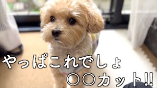 【トリミング】冬に向けたモコモコのカットが可愛くて気持ち良すぎた！【マルプー/Maltipoo COCO】