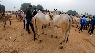 குந்தாரப்பள்ளி மாட்டுச்சந்தை