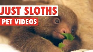 Superb Sloth Video Compilation 2016